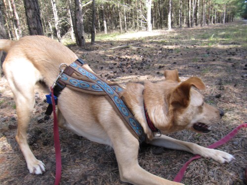 Tierschutz la Palma e.V. Ein Hund zieht ein